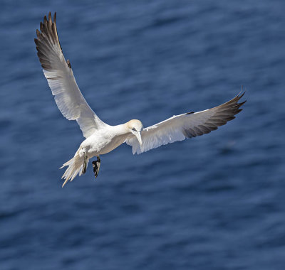 Gannet