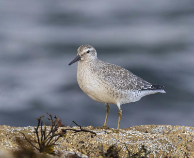 Knot (juvenile)