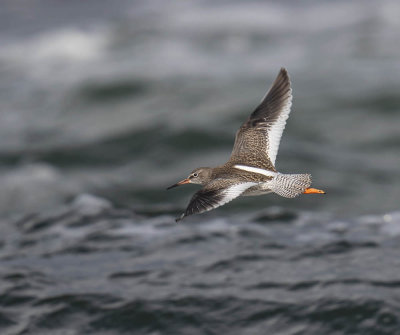 Redshank