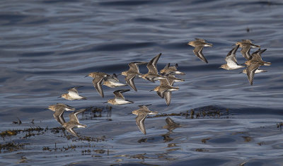 Dunlin