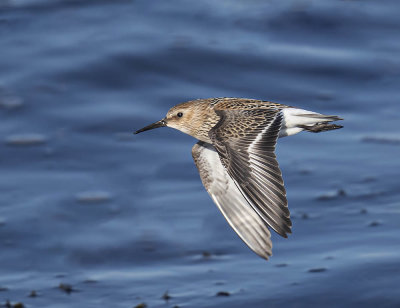 Dunlin