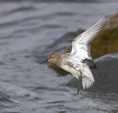 Dunlin