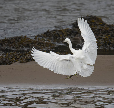 Little Egret