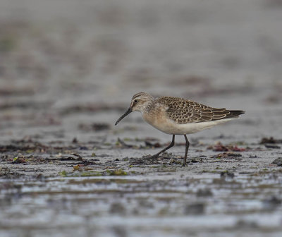 Curlew Sandpiper (juvenile)