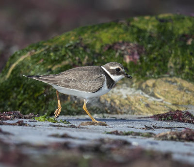 Ringed Plover (juvenile)