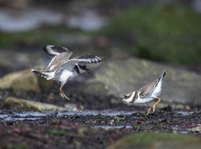 Ringed Plover (juvenile)