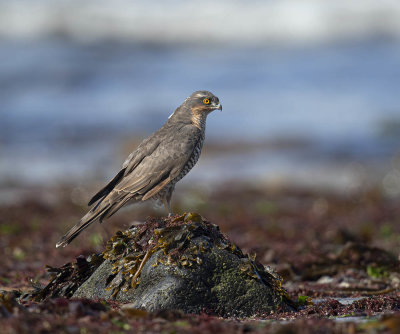 Sparrowhawk