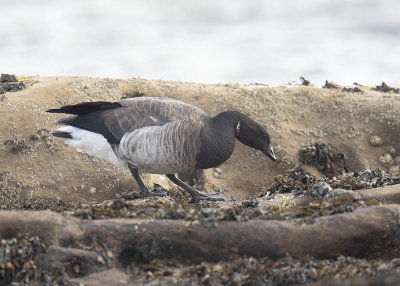 Pale-bellied Brent