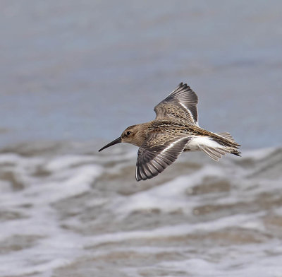 Dunlin