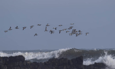 Barnacle Geese