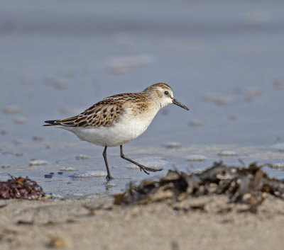 Little Stint (juvenile)