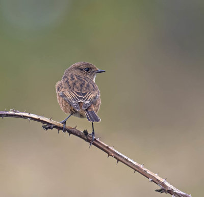 Stonechat