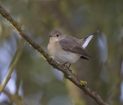 Red-breasted Flycatcher