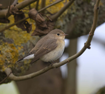 Red-breasted Flycatcher