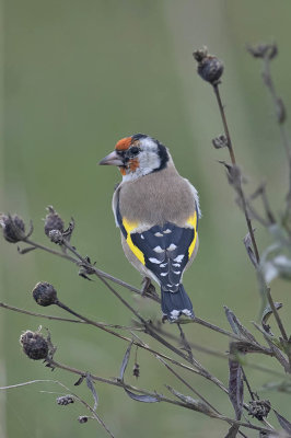 Goldfinch