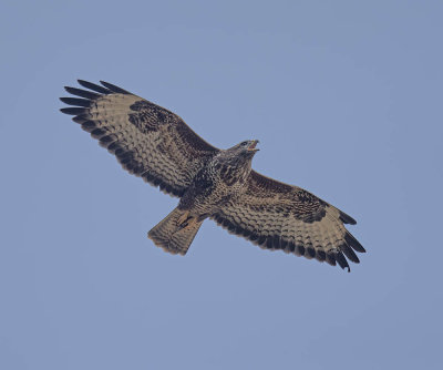 Buzzard