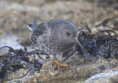Purple Sandpiper
