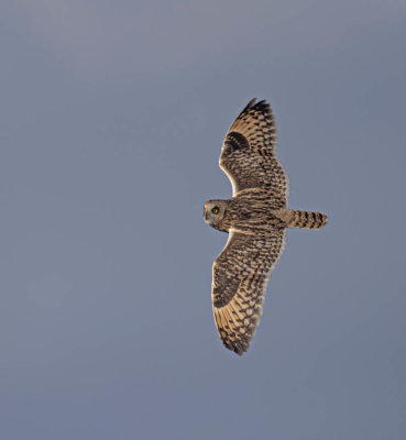 Short-eared Owl