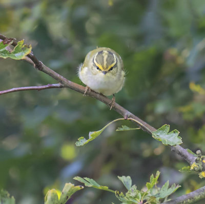 Pallas's Warbler