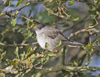 Blackcap (male)
