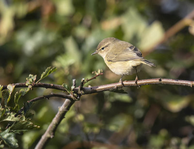 Chiffchaff
