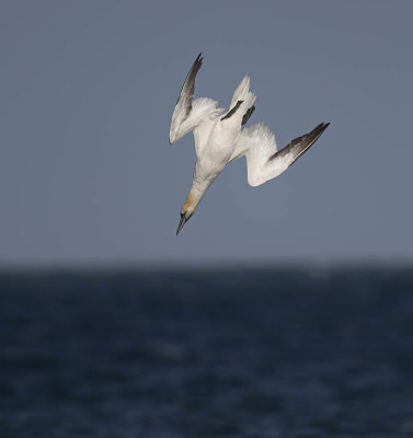 Gannet