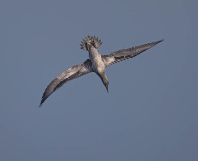 Gannet