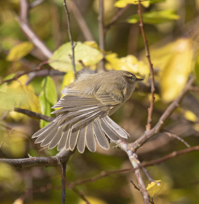 Chiffchaff