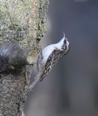 Treecreeper