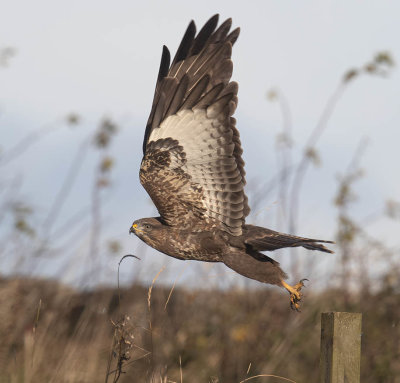Buzzard
