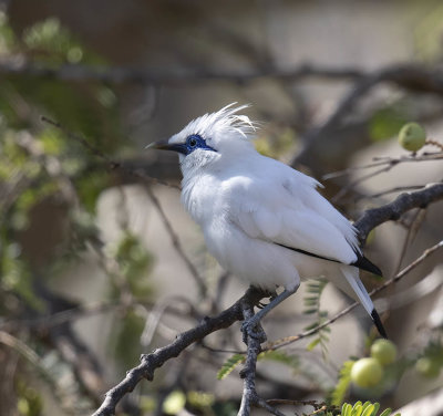 Bali Myna or Starling