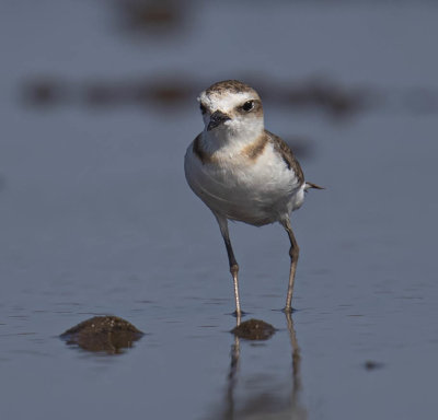 Javan Plover