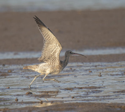 Whimbrel