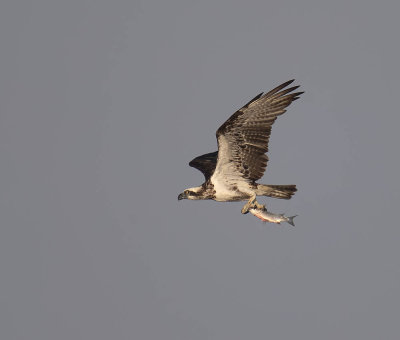 Osprey