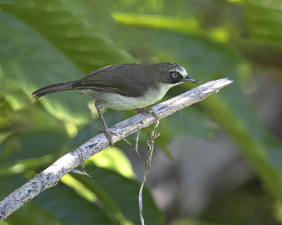 Thick-billed Heleia