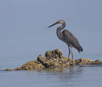 Great-billed Heron