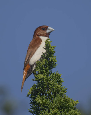 Five-coloured Munia