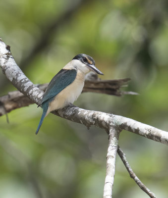 Sacred Kingfisher