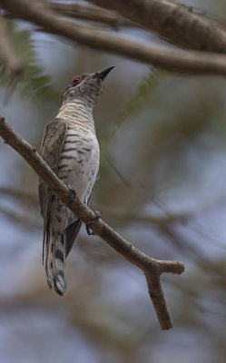 Horsfield's Bronze-cuckoo
