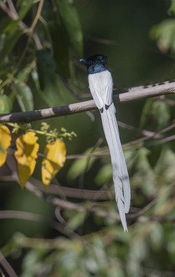 Blyth's Paradise Flycatcher