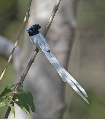 Blyth's Paradise Flycatcher