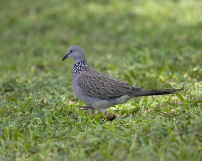 Eastern Spotted Dove