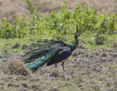 Green Peafowl