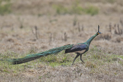 Green Peafowl