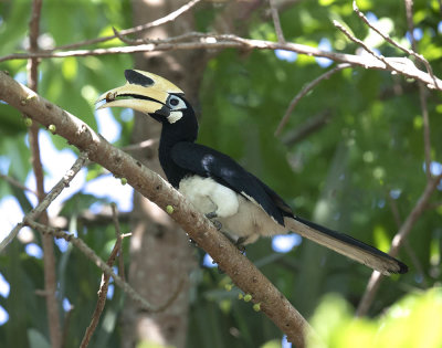 Oriental Pied Hornbill