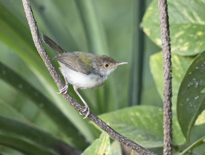 Common Tailorbird