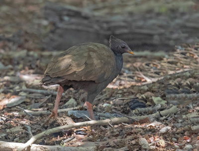 Orange-footed Scrubfowl