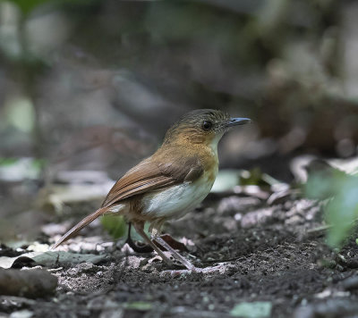 Temminck's Babbler