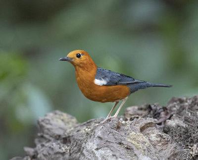 Orange-headed Thrush