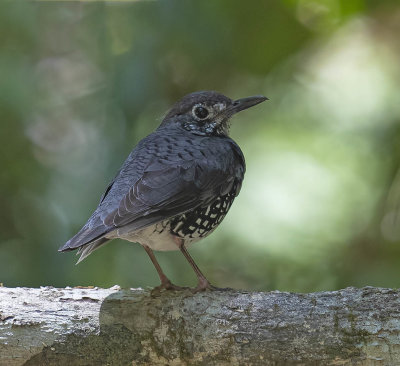 Sunda Thrush